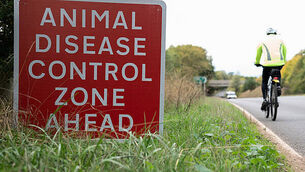 Bird flu outbreak confirmed in turkey flock in Carlow