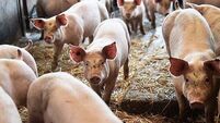 HSE urging people working with poultry or pigs to get the flu vaccine