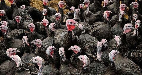 Cork farmer warns of Christmas turkey shortage if more cases of bird flu occur