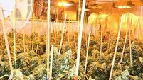 Man (50s) arrested after over €137k of cannabis seized in Co Louth