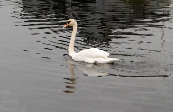After the boat fire: a swan swims in a slick of oil. Pic: Gerry Faughnan 