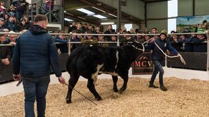 Record price of €16,000 in Carrick for Belgian Blue heifer