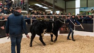 <p>This Belgian Blue heifer weighing 644kg and owned by McKinney Brothers from Letterkenny sold for €16,000 at the Winter Fair in Carrick on Monday evening. Pic: Gerry Faughnan</p>