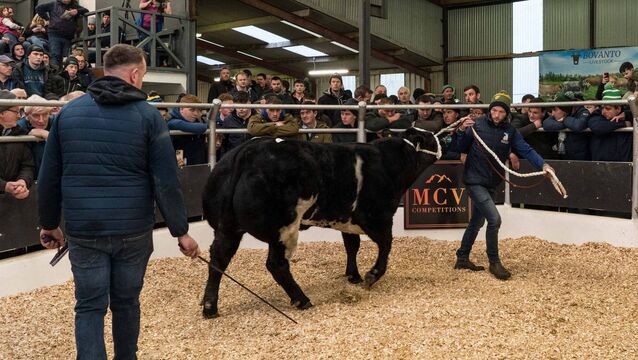 <p>This Belgian Blue heifer weighing 644kg and owned by McKinney Brothers from Letterkenny sold for €16,000 at the Winter Fair in Carrick on Monday evening. Pic: Gerry Faughnan</p>