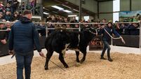 Record price of €16,000 in Carrick for Belgian Blue heifer