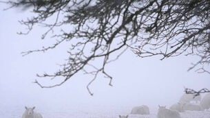 Man who helped gather rubbish to set on fire during Dublin riots jailed for two years