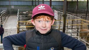 <p>Sean Caslin from Kilmore was busy checking out stock on offer at a recent heifer sale at Elphin Mart. Pic: Gerry Faughnan </p>