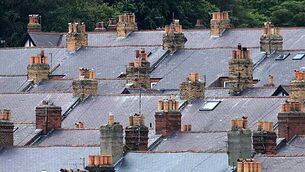 Fota Wildlife Park announces birth of two meerkat pups