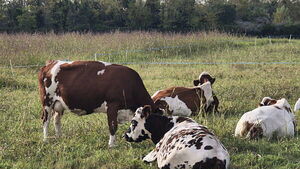 EU on brink of opening doors to potentially dangerous beef imports, says Irish MEP