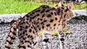 Sightings of ‘wildcat’ in County Roscommon