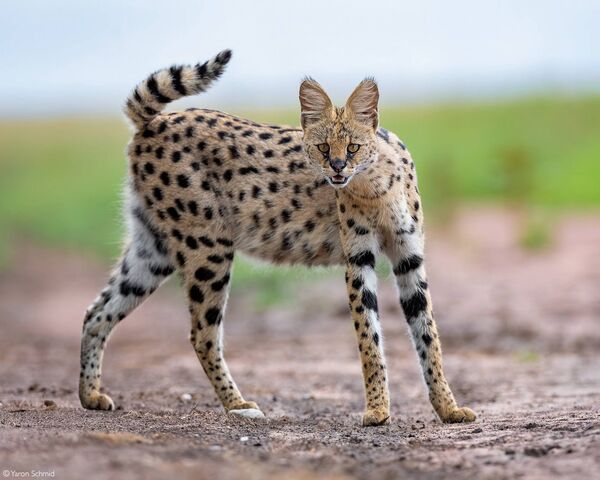A Serval is widespread in sub-Saharan countries. A Serval is widespread in sub-Saharan countries.