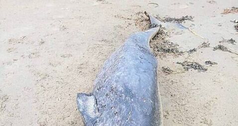 Whale species never seen in Irish waters washes up on Donegal coast