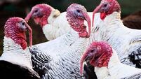 Bird flu confirmed in flock of 30,000 turkeys in Co Laois