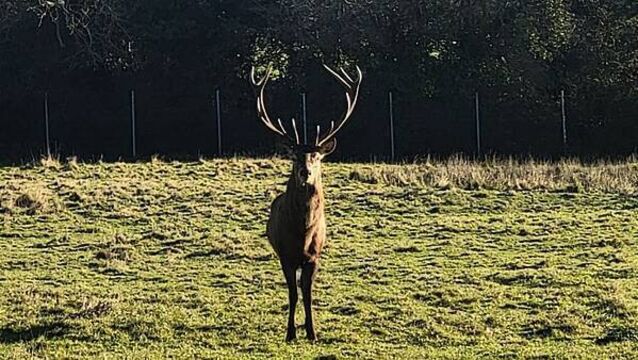 Gardaí issue appeal following decapitation of stag in Co Dublin