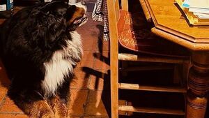 Michael D Higgins and Misneach 'settling in very well to new Galway home'