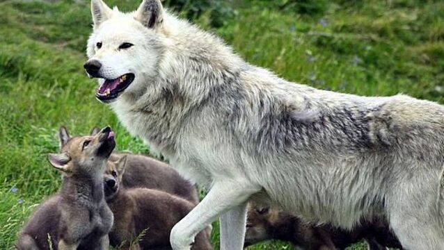 Young ‘cautious’ over potential reintroduction of wolves and lynx in the wild