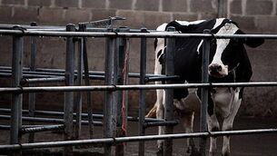 Irish children getting mobile phones at average age of 9, study finds