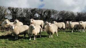 Appeal to dog owners as sheep killed in attack
