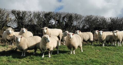 Appeal to dog owners as sheep killed in attack 