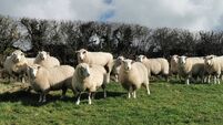 Appeal to dog owners as sheep killed in attack 