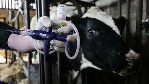 Court permits Irish dancing teacher to act as examiner at Boston event Court permits Irish dancing teacher to act as examiner at Boston event