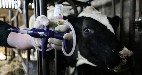 Royal Ulster Winter Fair cattle classes cancelled over bluetongue disease