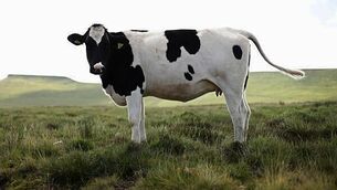 Woman died after suffering allergic reaction from cup of coffee in Japan, inquest told Woman died after suffering allergic reaction from cup of coffee in Japan, inquest told