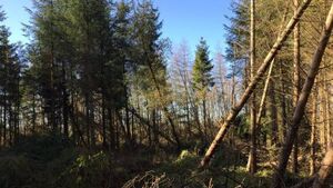€55m financial aid scheme for foresty owners affected by storms