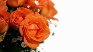 Gardaí search three houses during Edenderry arson investigation Gardaí search three houses during Edenderry arson investigation