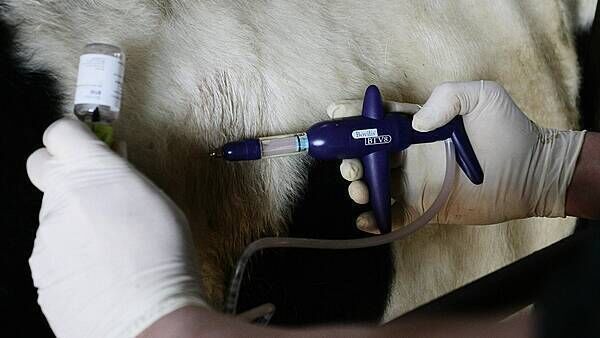 Suspected bluetongue cases found at fourth farm in Northern Ireland