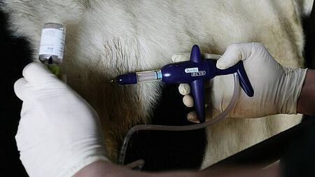 Suspected bluetongue cases found at fourth farm in Northern Ireland