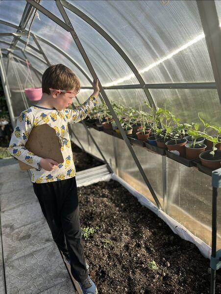 Joe Kenny checking on his pots of sunflowers.