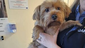 Owner of missing dog found following appeal by Roscommon Gardaí
