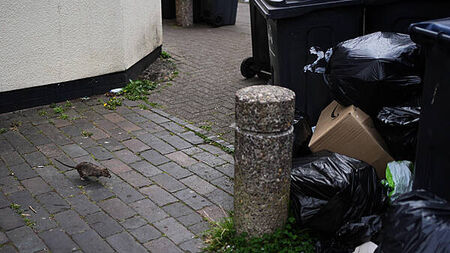 Stay alert for unwanted rodents this Christmas, Rentokil says