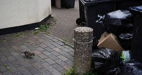 Stay alert for unwanted rodents this Christmas, Rentokil says