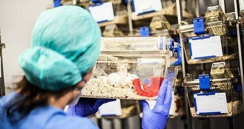 Dogs, horses and goats among 112,000 animals used in Irish lab experiments last year