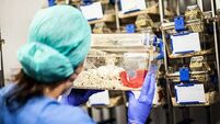 Dogs, horses and goats among 112,000 animals used in Irish lab experiments last year