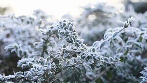 Met Éireann forecasts frost, ice, and winter sunshine over Christmas period
