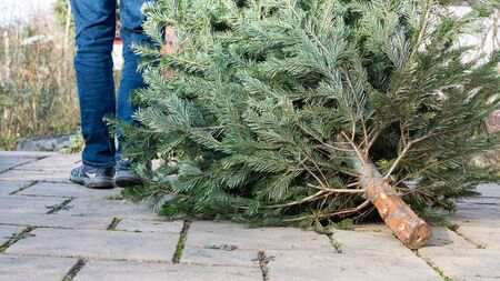A trip to Trien for a Christmas tree