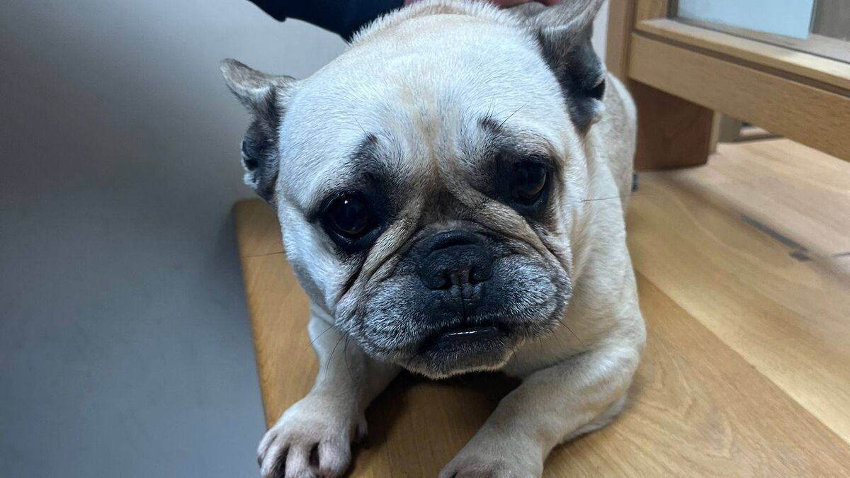 Dog reunited with its owner