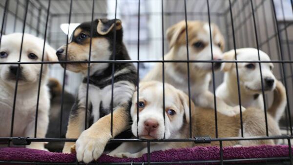 Funding for four County Roscommon animal welfare charities