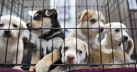 Funding for four County Roscommon animal welfare charities 