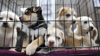 Funding for four County Roscommon animal welfare charities 