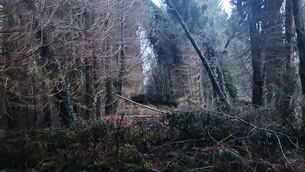 <p>Fallen trees at Mote Park, Roscommon.</p> <p>Fallen trees at Mote Park, Roscommon.</p>