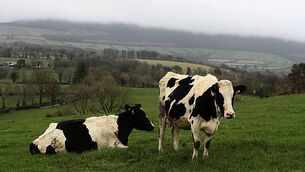 Green Party slams X for allowing sex abuse images of children to be used