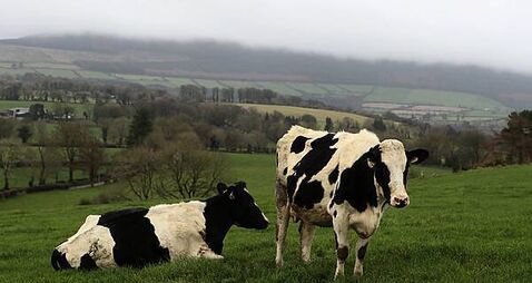 Taoiseach calls for China to accept Irish beef