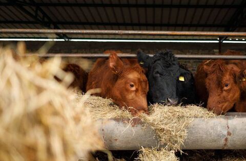 14 Irish MEPs invited to attend Mercosur protest in Athlone - Mullooly