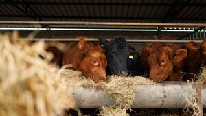 14 Irish MEPs invited to attend Mercosur protest in Athlone - Mullooly