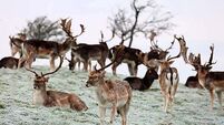 Putting deer on contraceptives among proposals received for wildlife legislation review