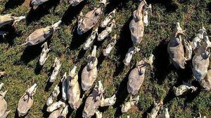 Farmers say hormone found in Brazilian beef should be ‘red line’ on trade deal